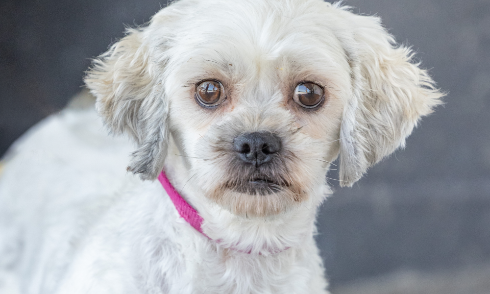 Wanda adult shichon dog