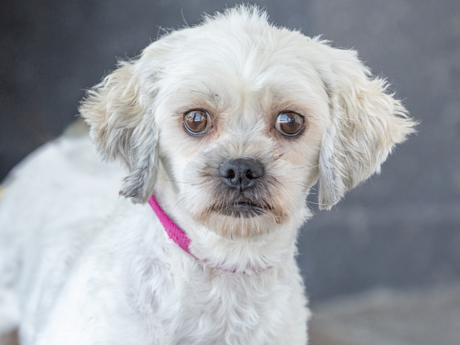 Wanda adult shichon dog