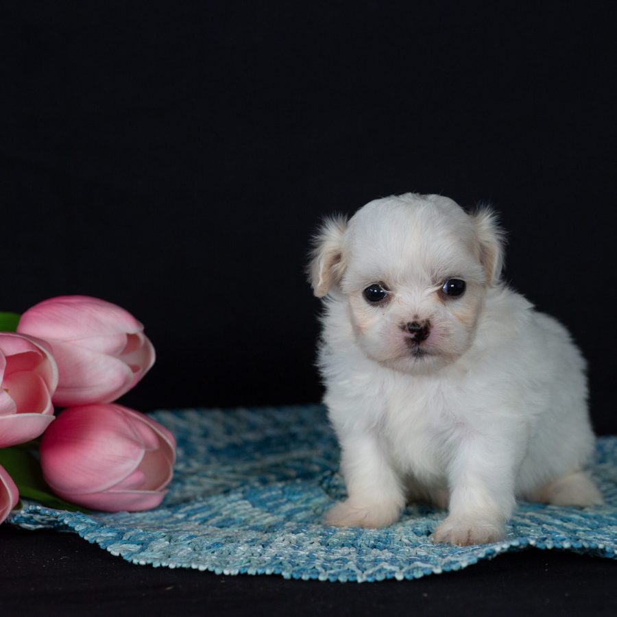 Zuchon puppies for sale near me