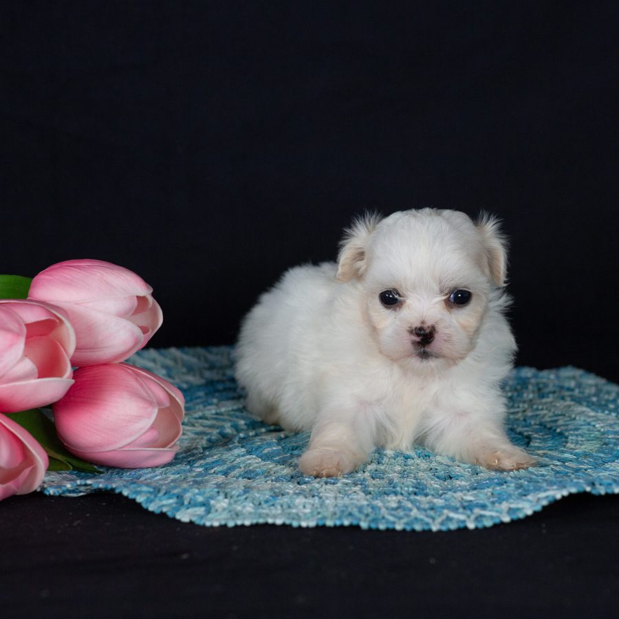 Zuchon puppies for sale pa