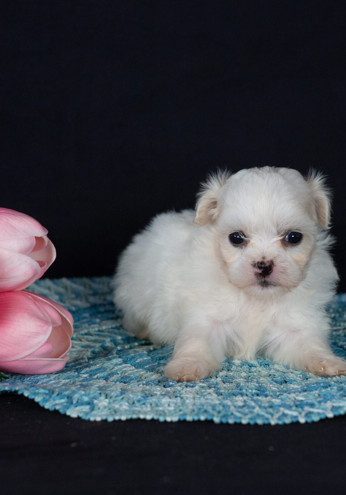Zuchon puppies for sale pa