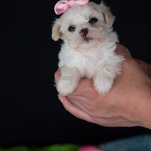 Zuchon puppies for sale