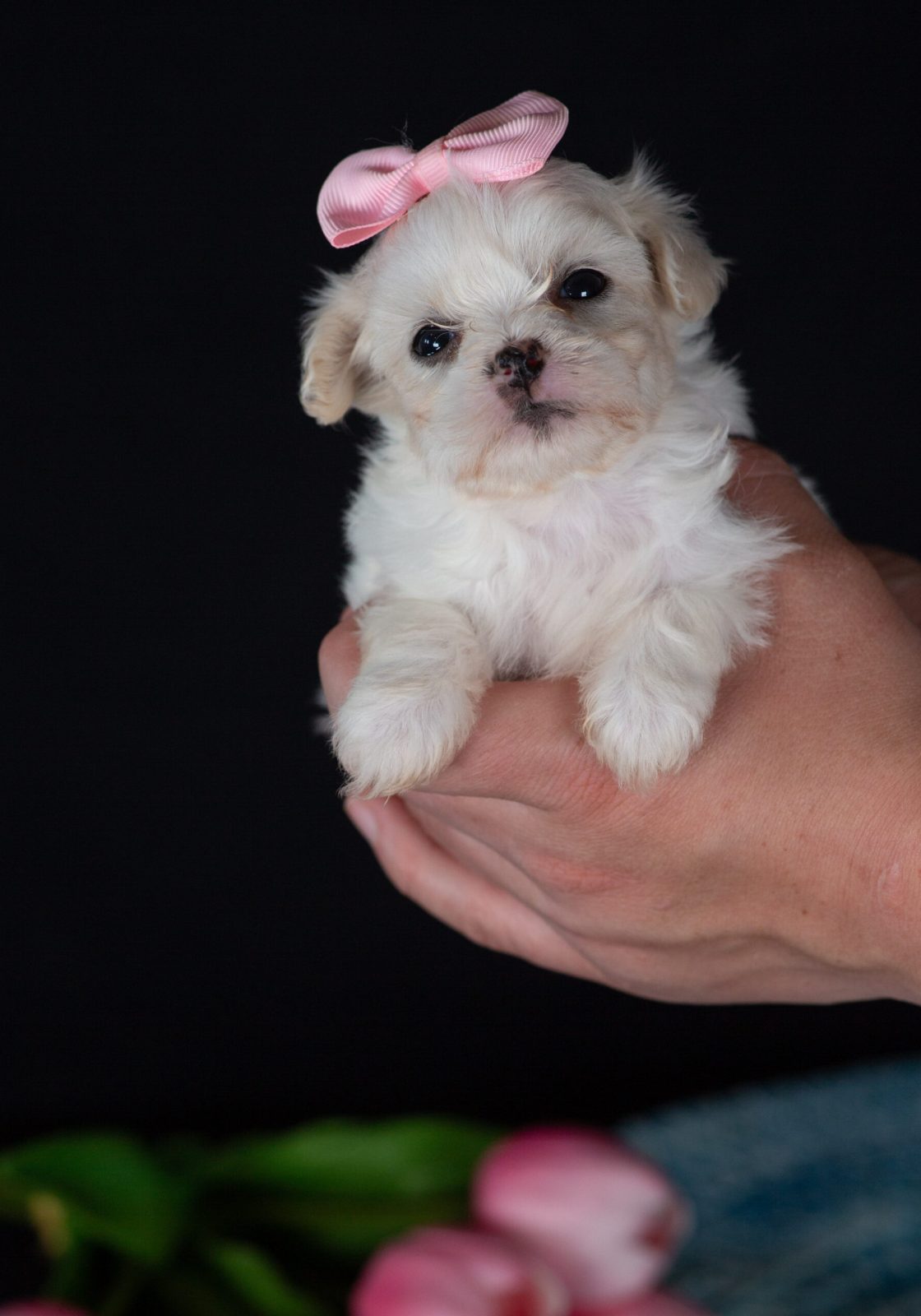 Zuchon puppies for sale
