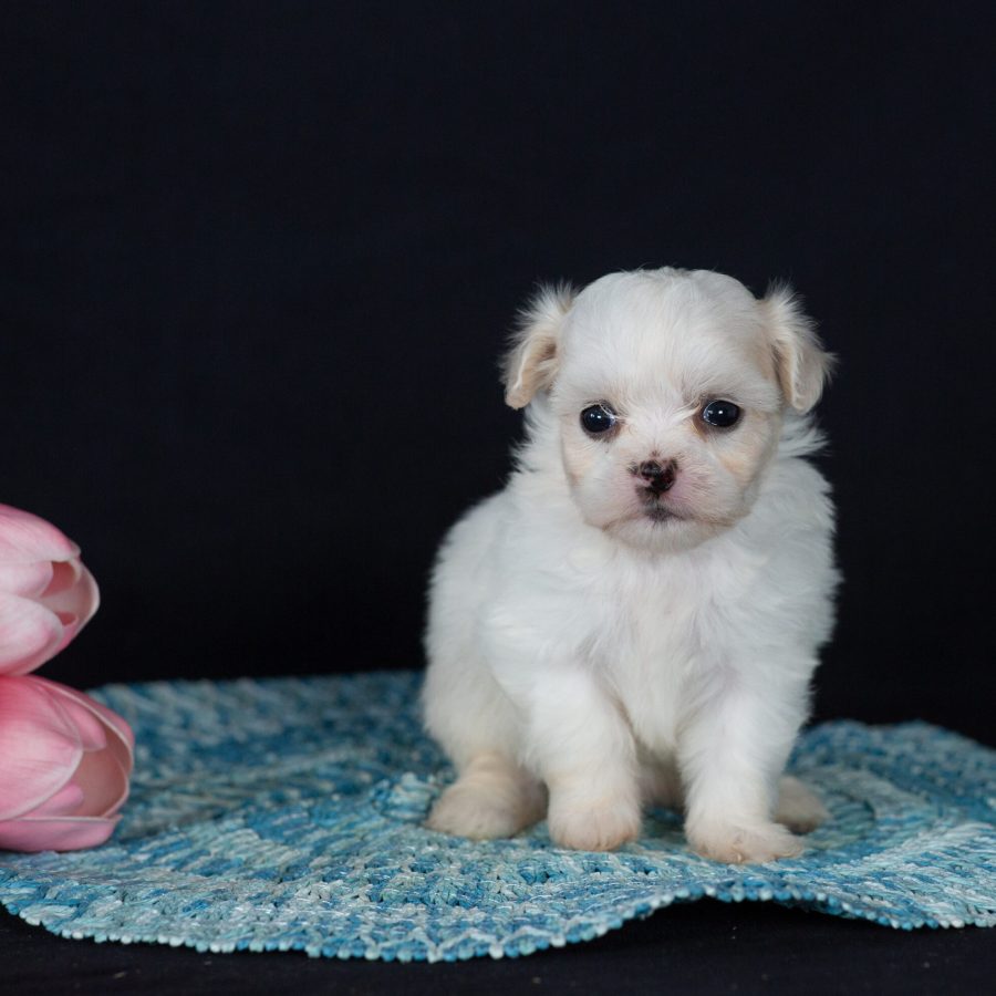 Zuchon puppies