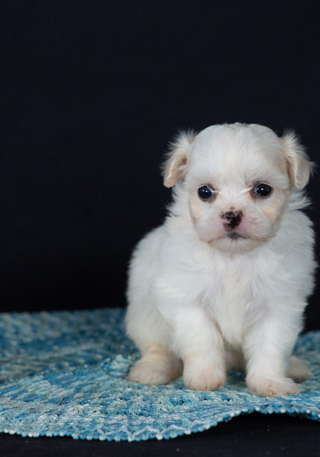 Zuchon puppies