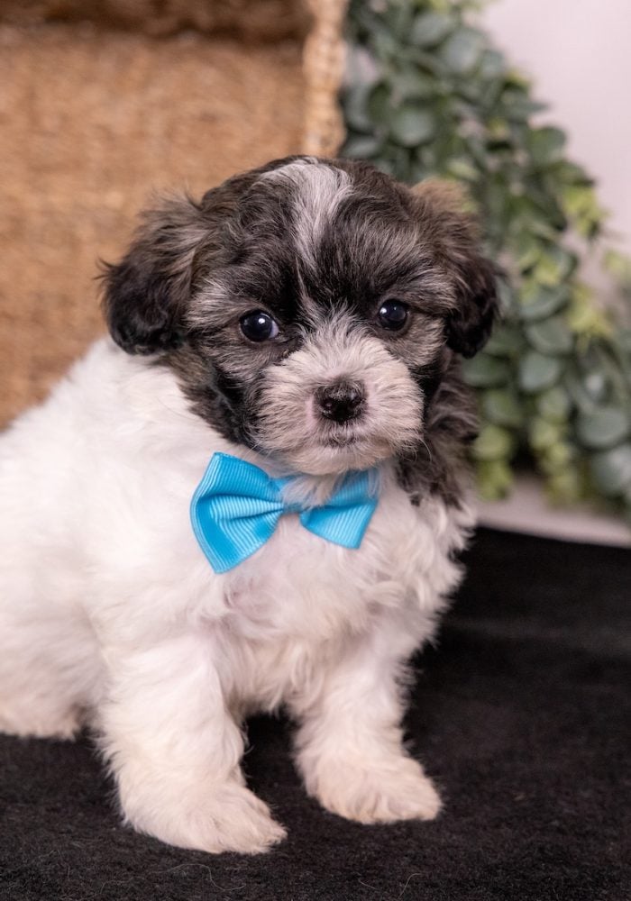 Zuchon puppy for sale