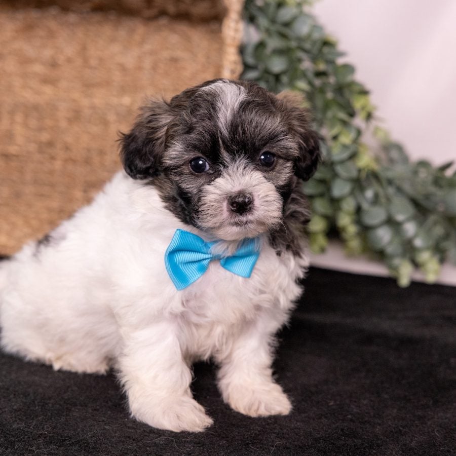 Zuchon puppy for sale