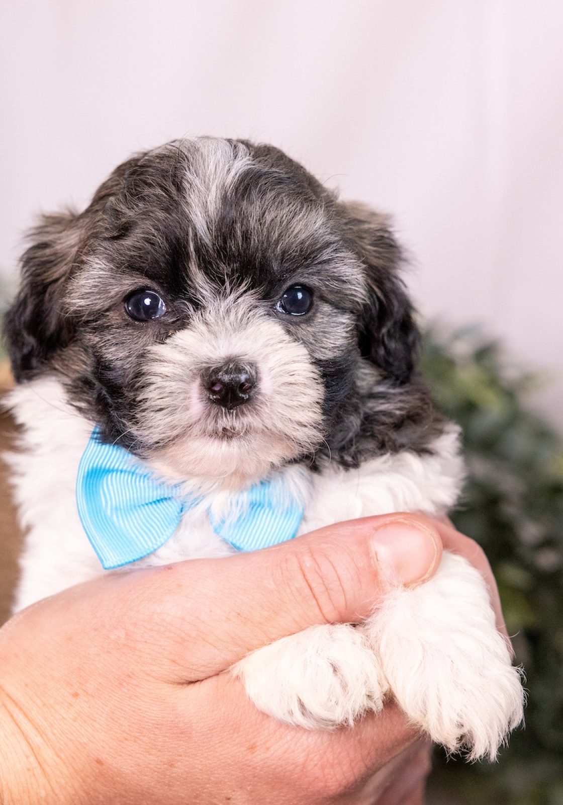 Zuchon puppy for sale teddy bear