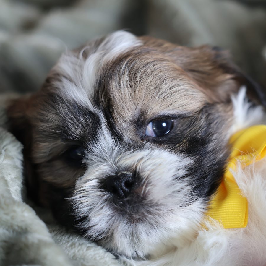 a puppy that looks like a teddy bear