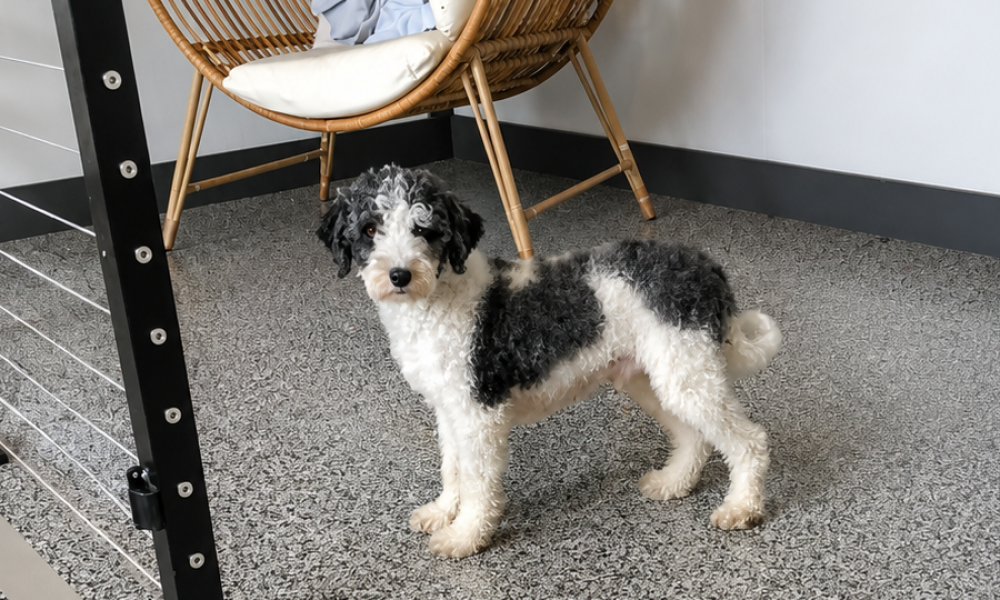 adult micro bernedoodle nora