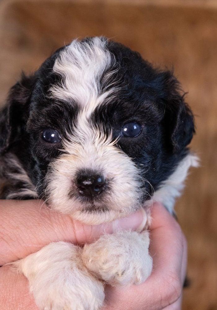 adorable shichon teddy bear hypoallergenic