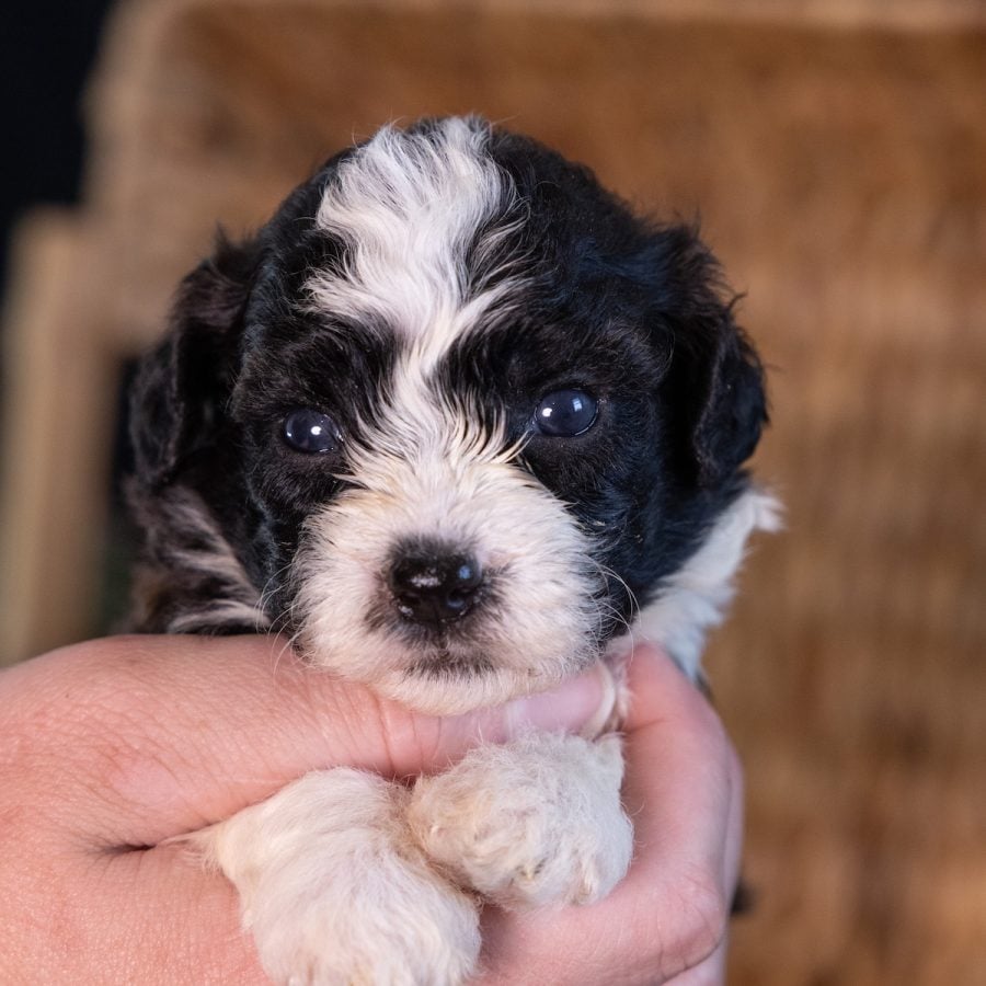 adorable shichon teddy bear hypoallergenic