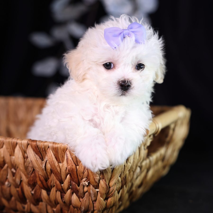 adorable shichon zuchon teddy bear puppies