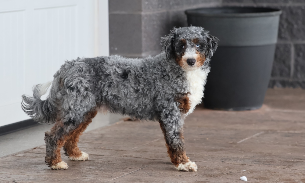 adult bernedoodle elmo