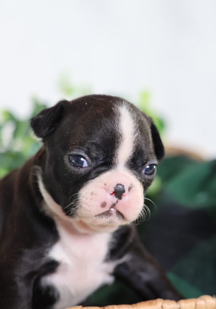 akc boston terrier puppies