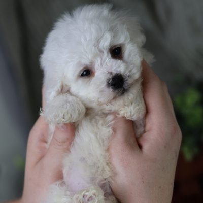 are bichon frise easy to train