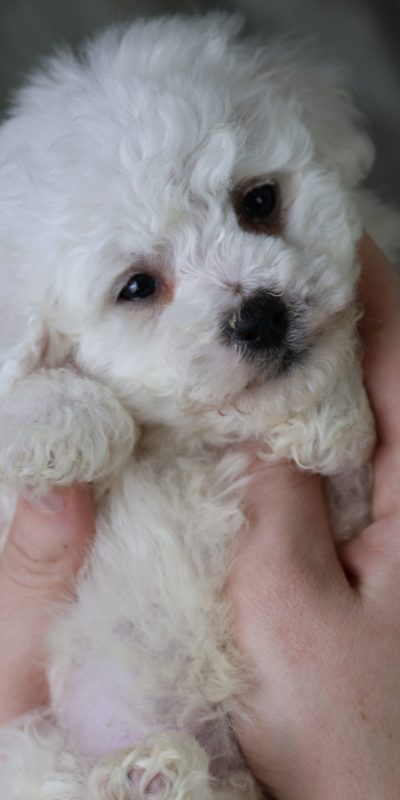 are bichon frise easy to train