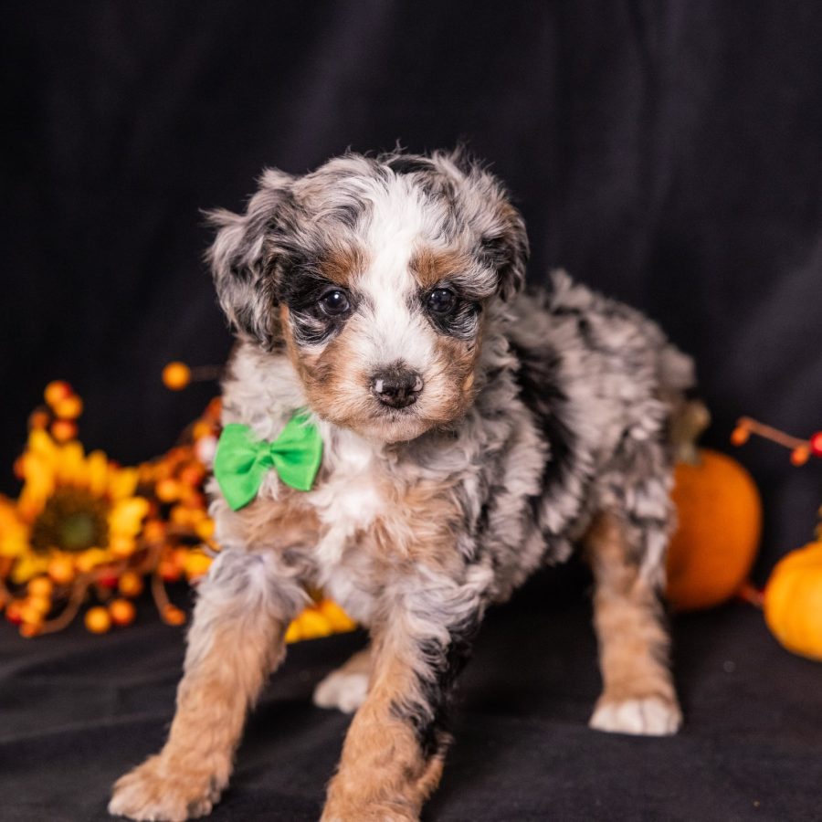 bernedoodle breeder pa