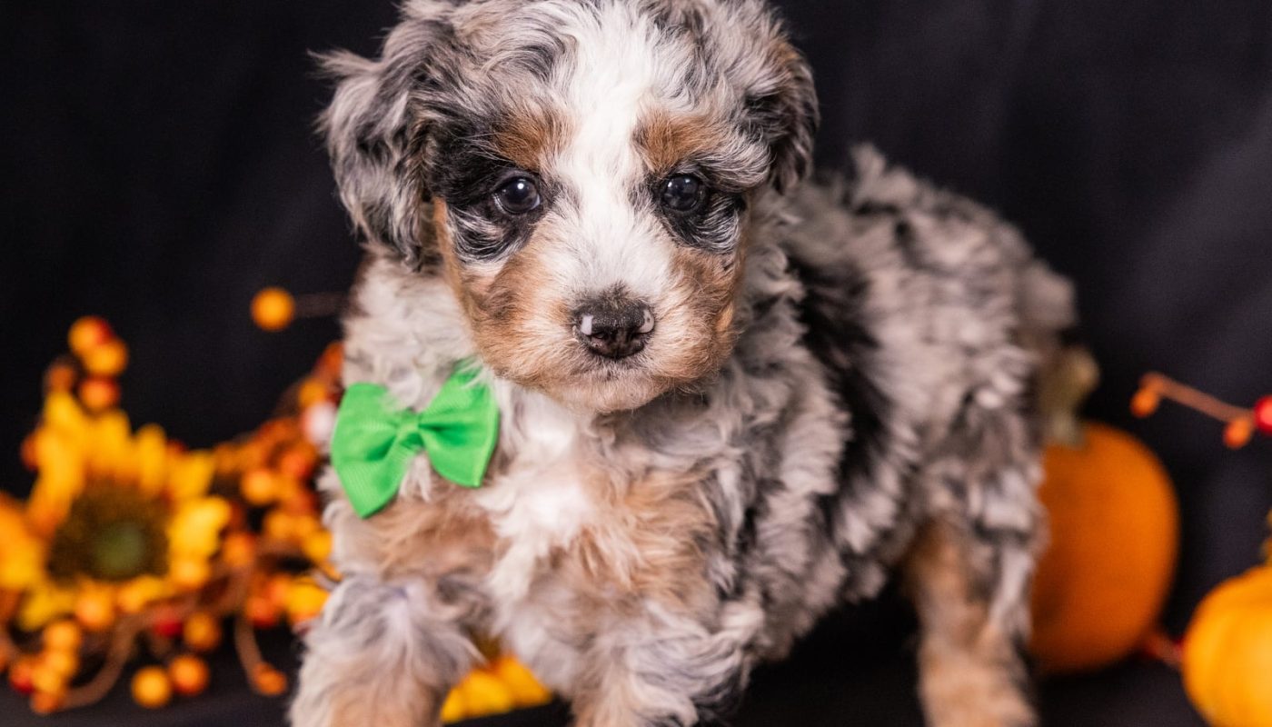 bernedoodle breeder pa