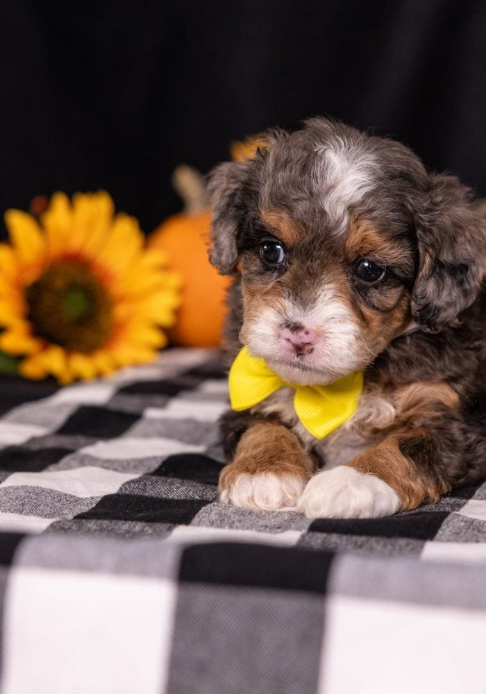 miniature bernedoodle for sale in pa