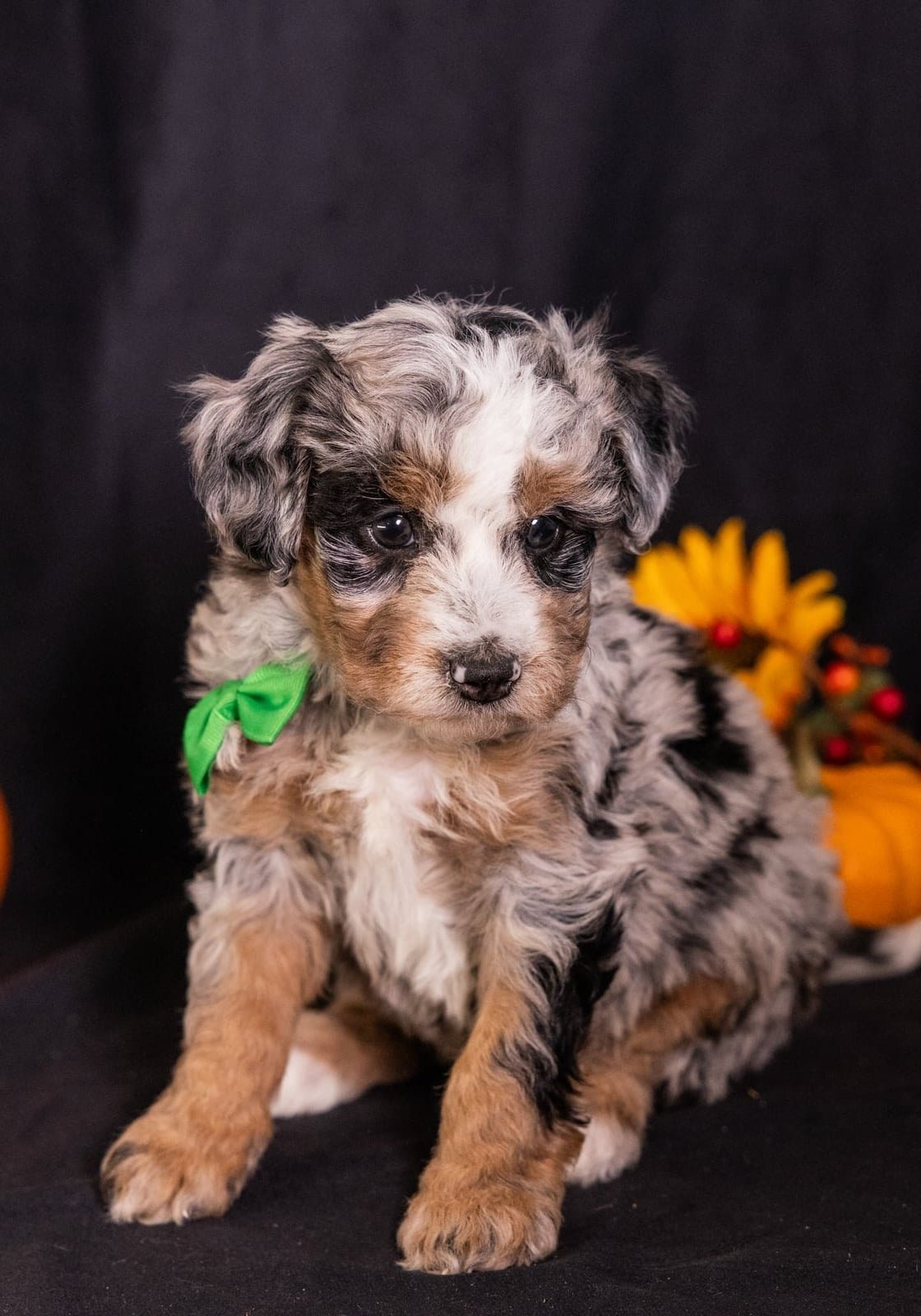 mini bernedoodle puppies for sale