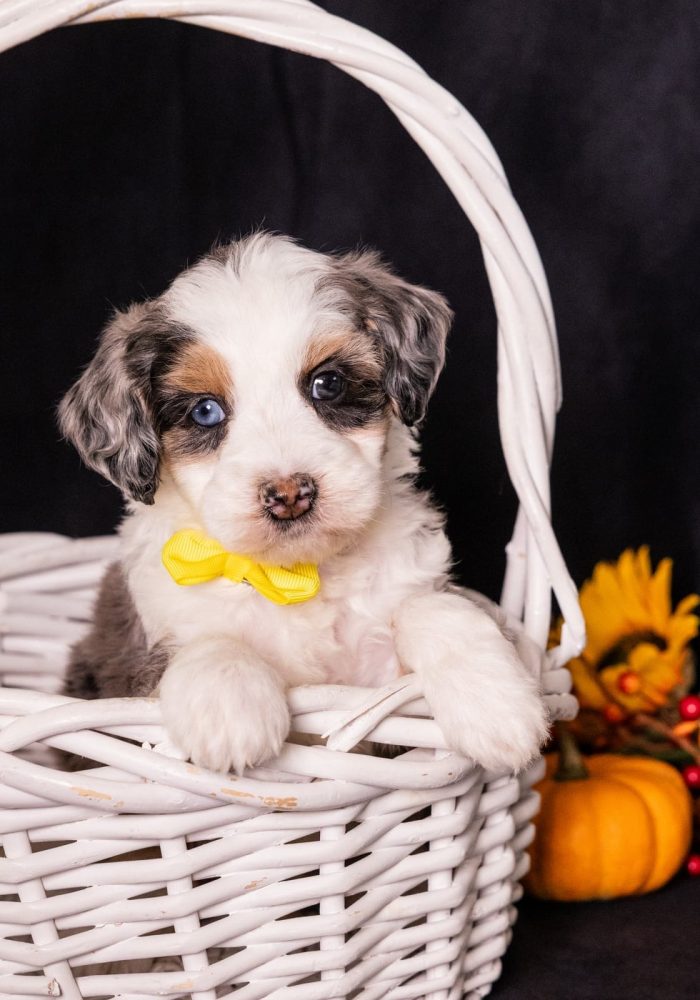miniature bernedoodles for sale