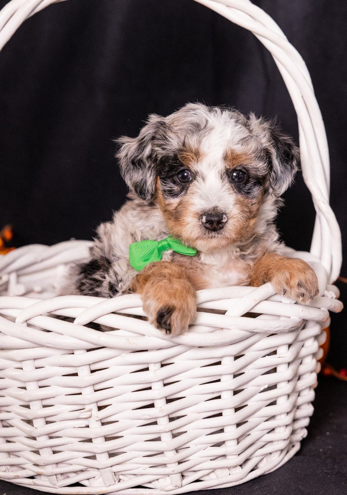 merle bernedoodlle puppy