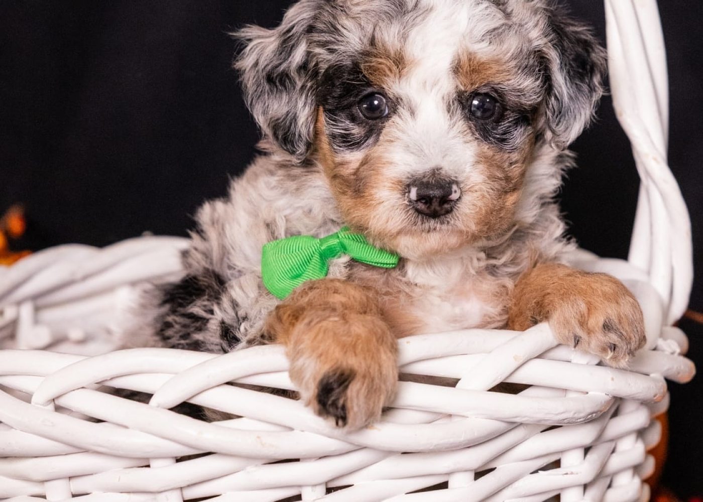 merle bernedoodlle puppy