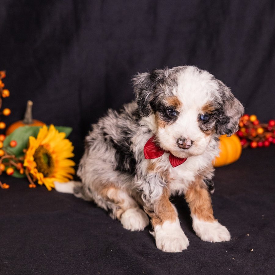 micro bernedoodle puppy
