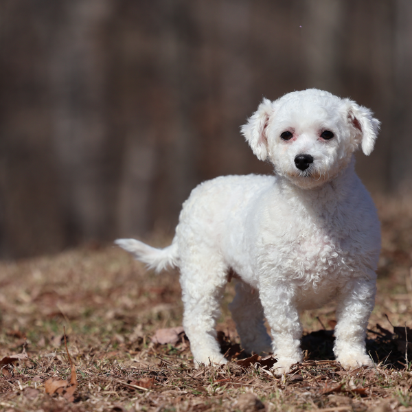 beauty adult bichon