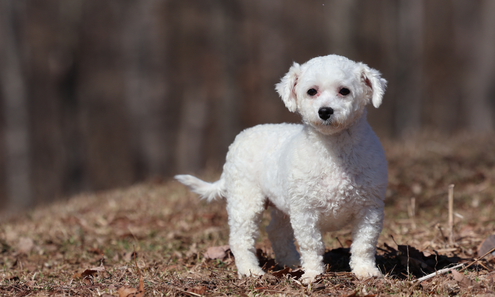 beauty adult bichon