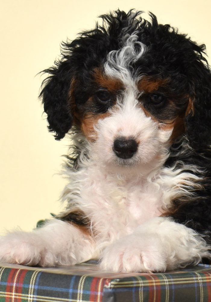 bernedoodle micro