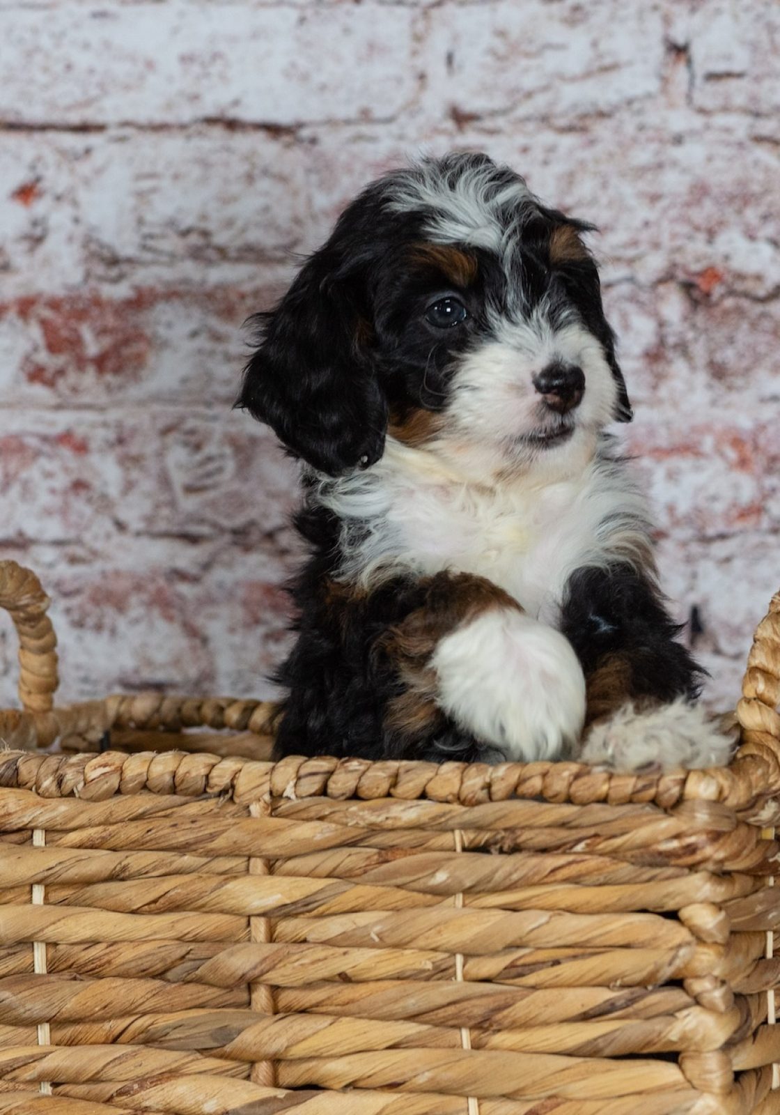 bernedoodle mini