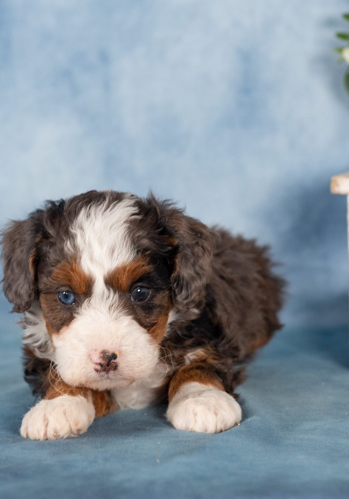 bernedoodle mini