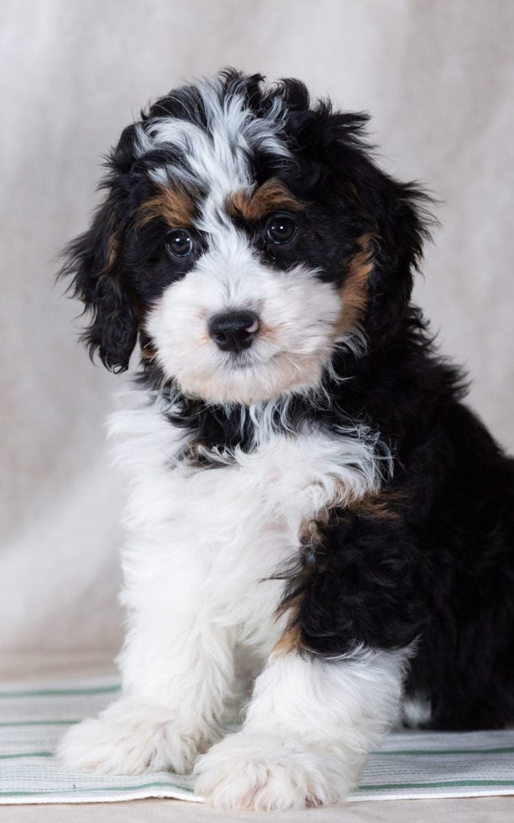 mini bernedoodle size mini