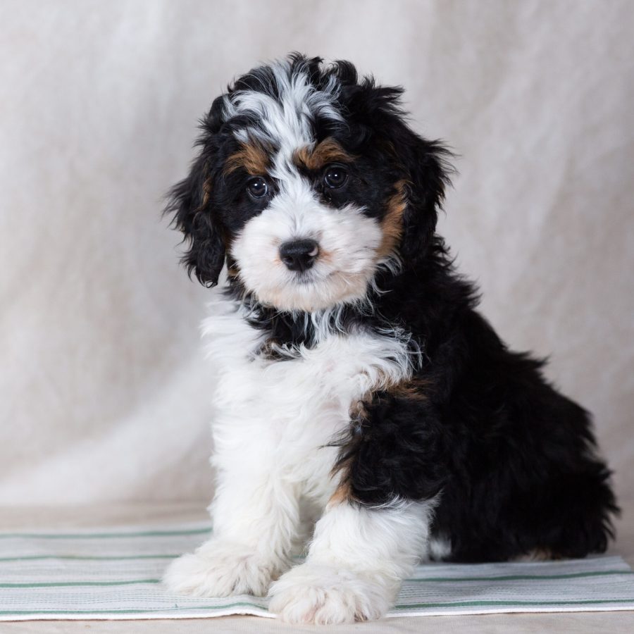 bernedoodle mini