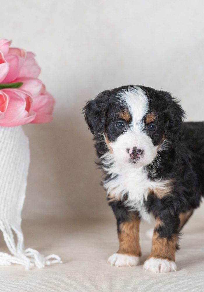 bernedoodle mini puppies