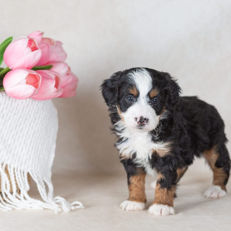 bernedoodle mini puppies