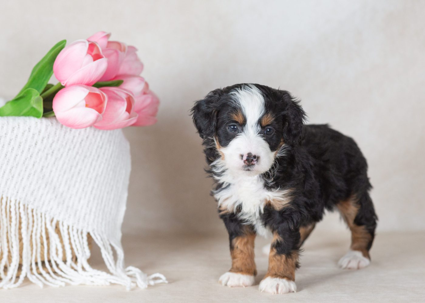bernedoodle mini puppies