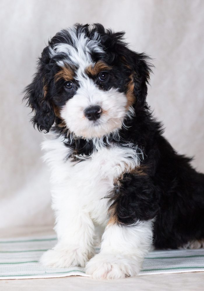 bernedoodle mini puppy