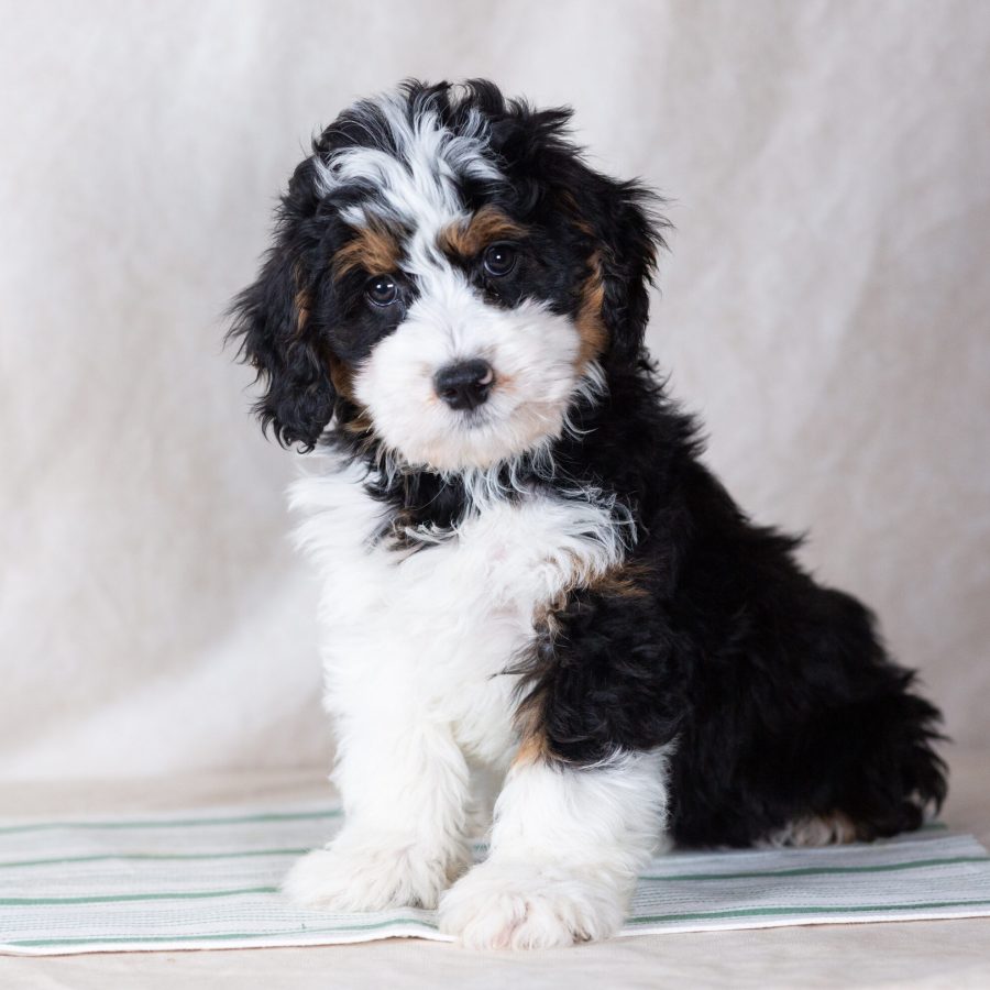 bernedoodle mini puppy