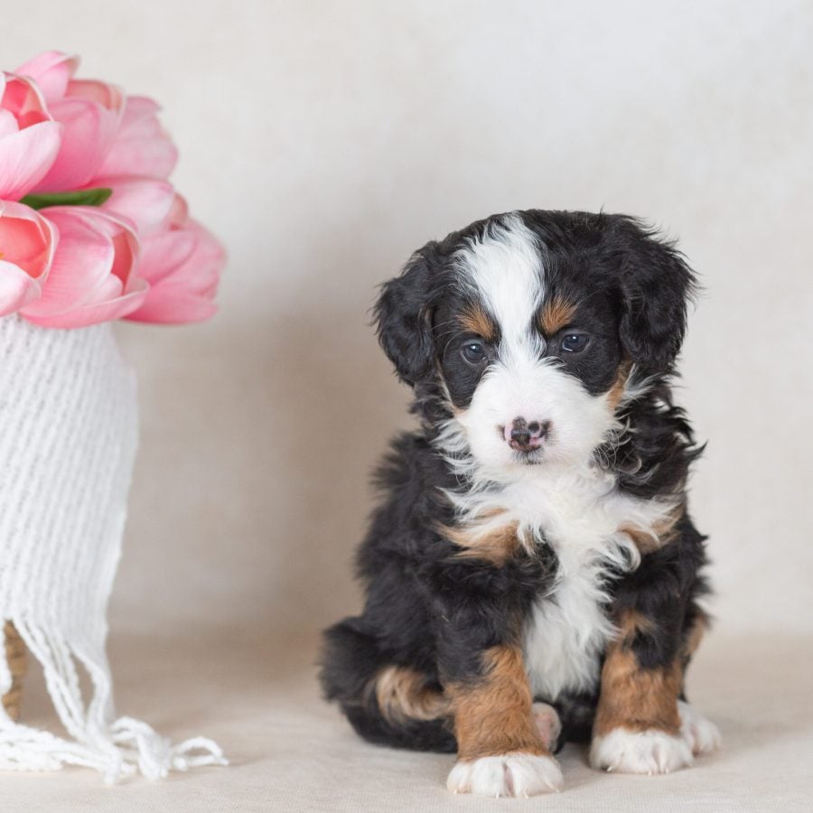 bernedoodle mini puppy for sale