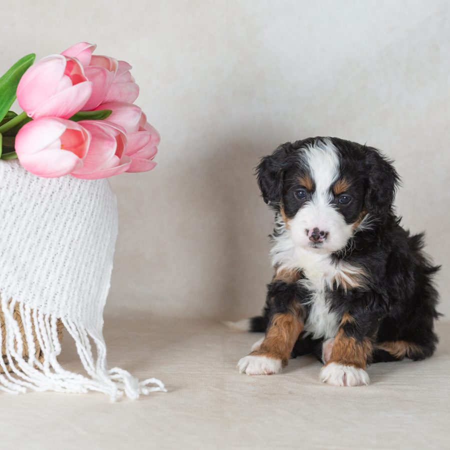 bernedoodle mini puppy paw tale puppies