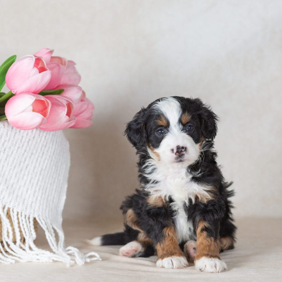 bernedoodle mini puppy