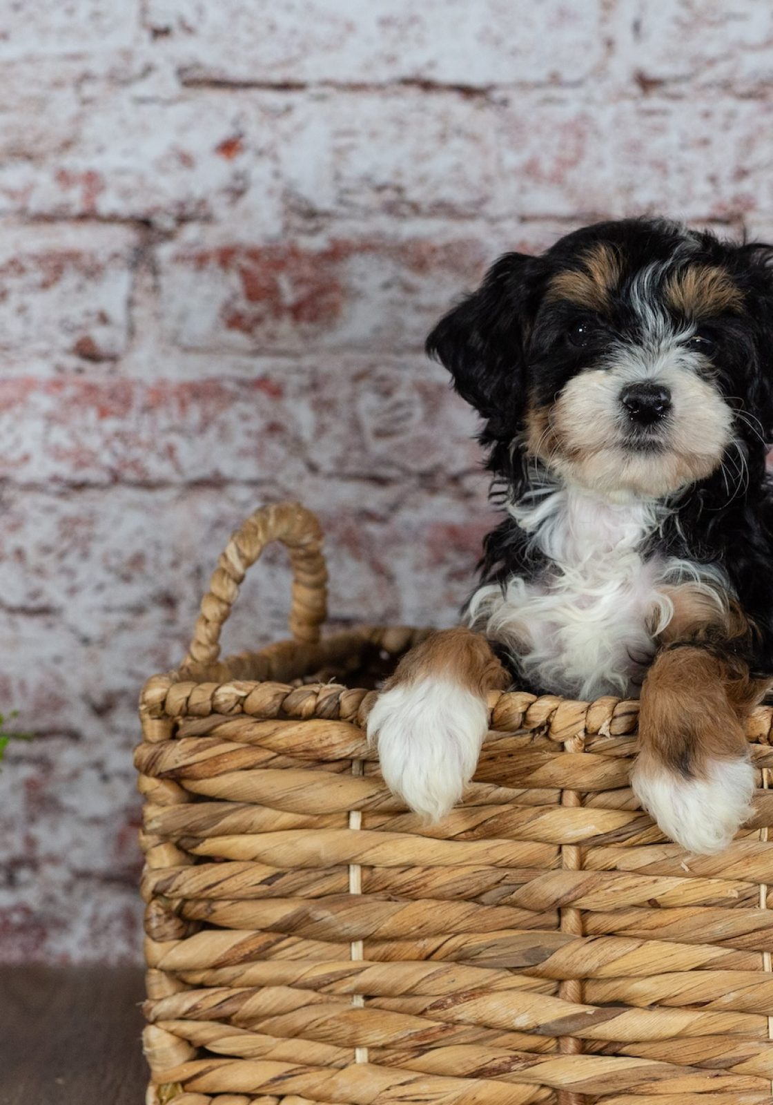 bernedoodle miniature