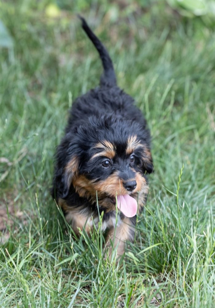 bernedoodle munchkin
