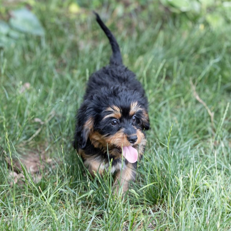bernedoodle munchkin