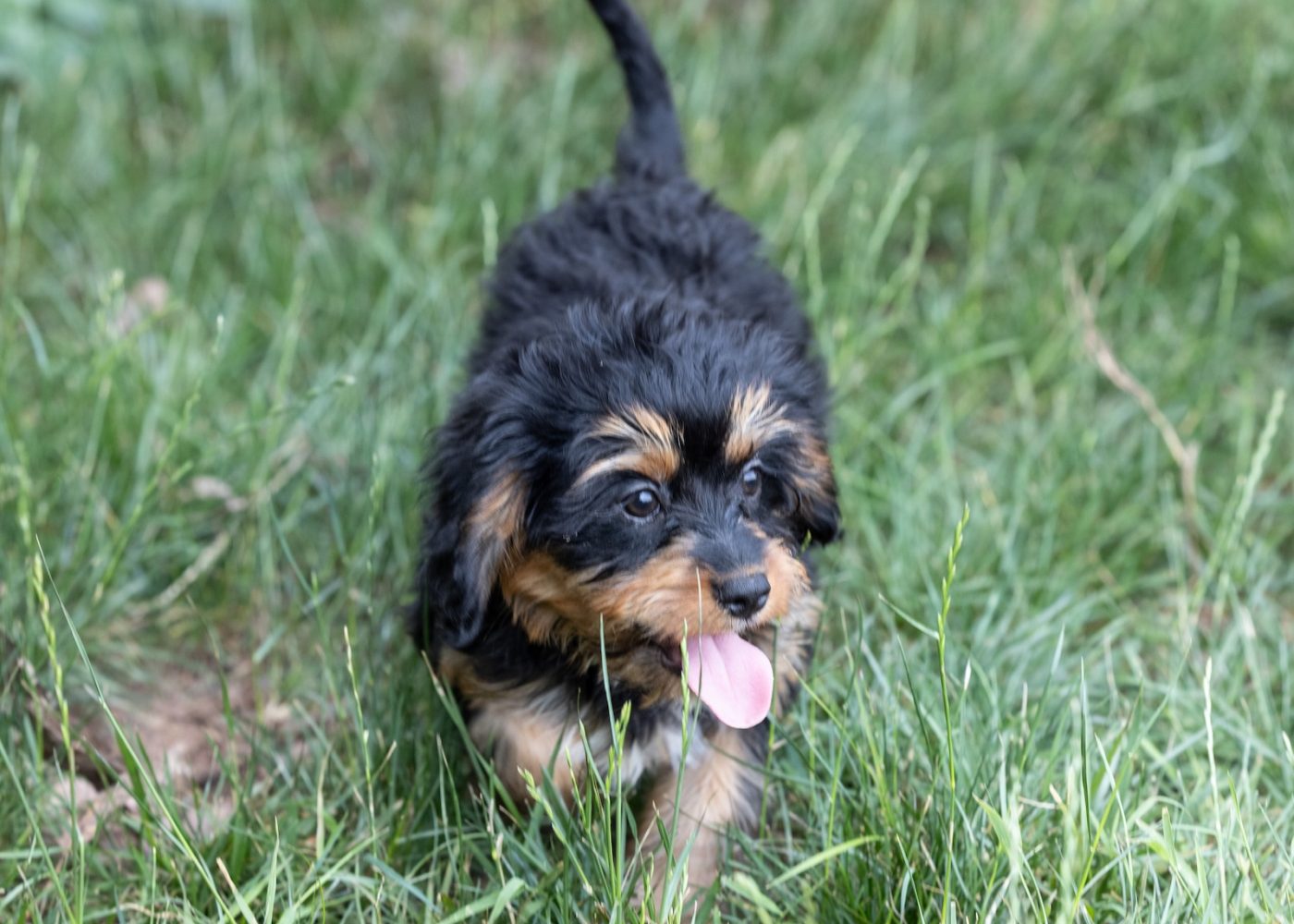 bernedoodle munchkin