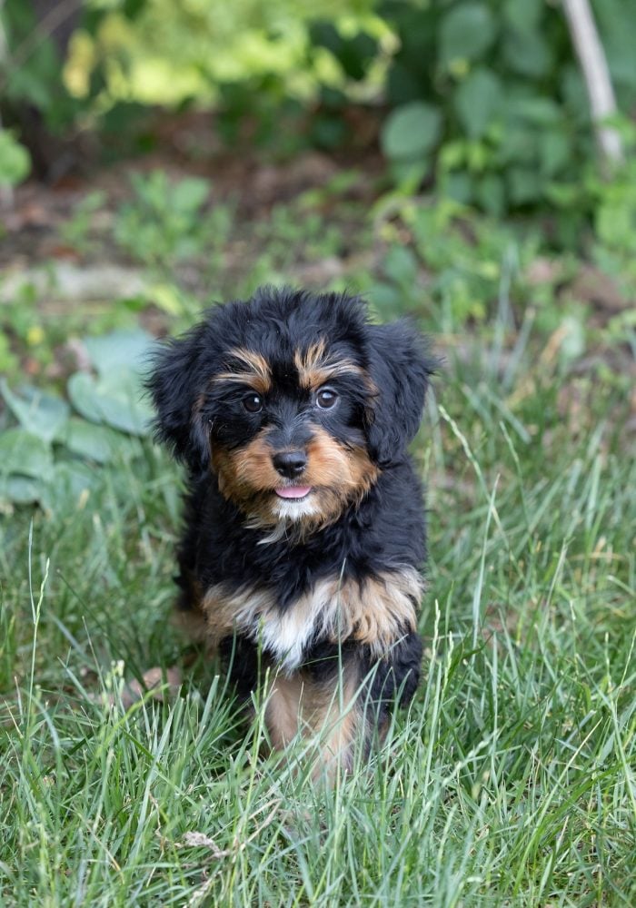 bernedoodle munchkin for sale