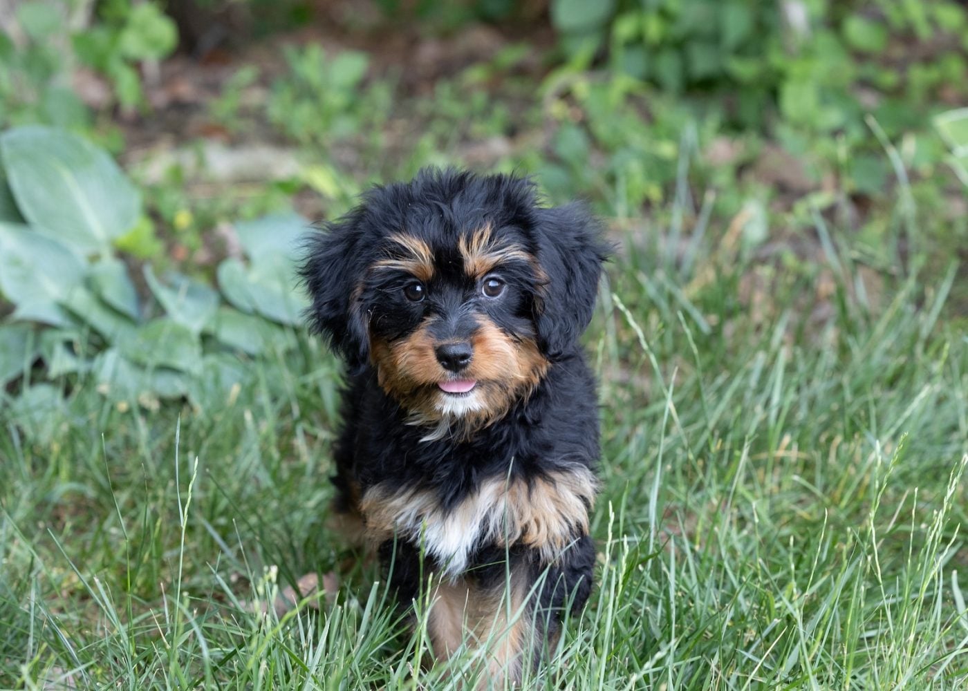 bernedoodle munchkin for sale
